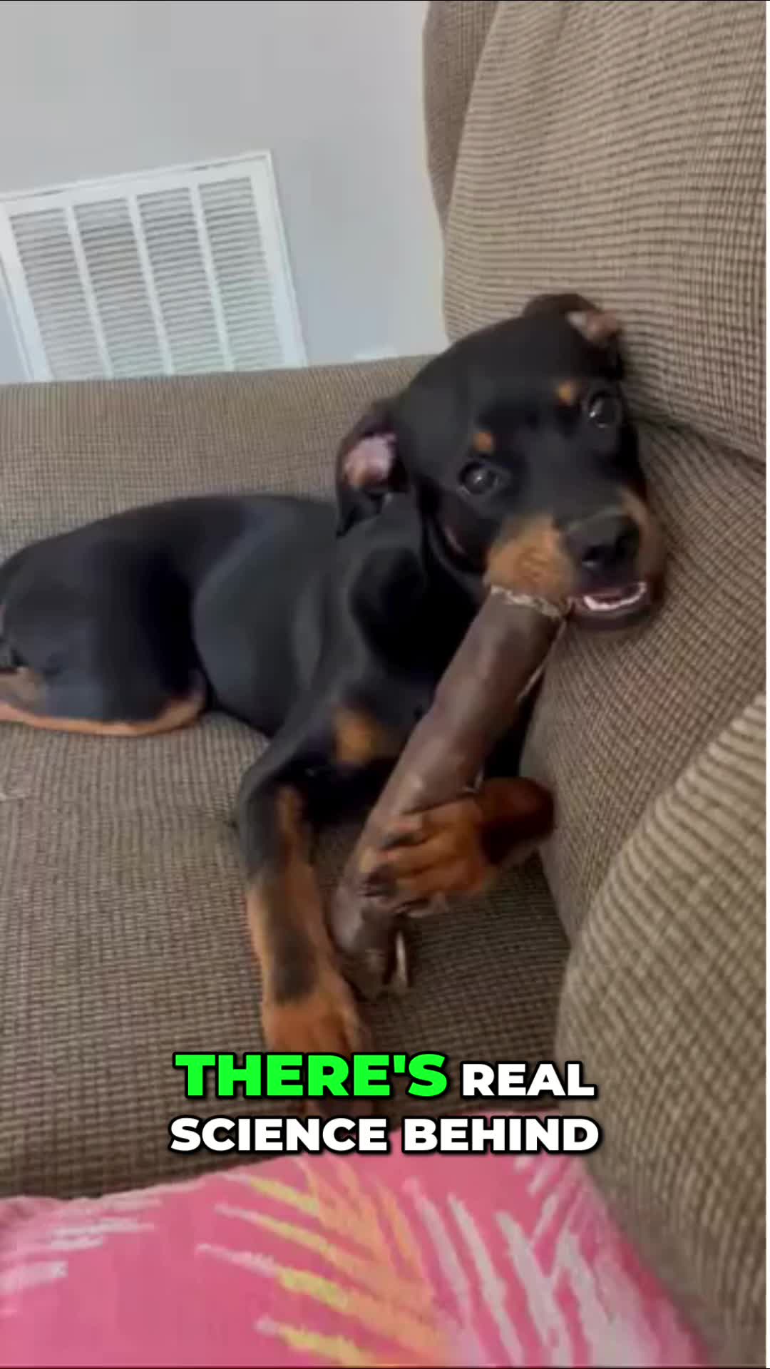@Farm Hounds Treats