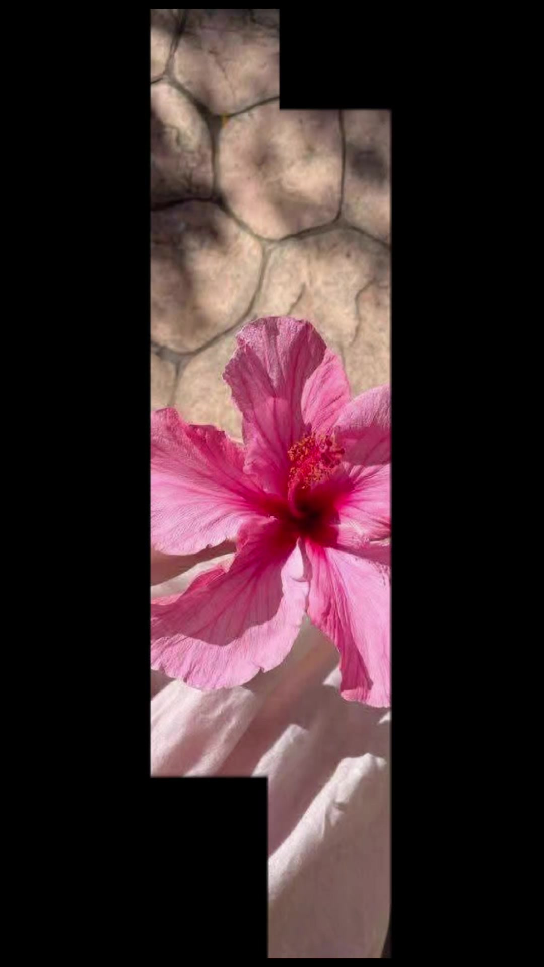 @🥀🥀রাইসা জাহান 🥀🥀