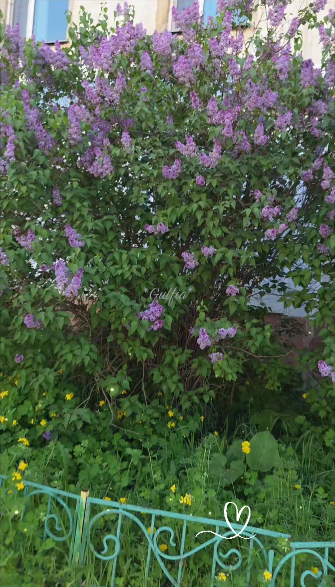 @Гульфия