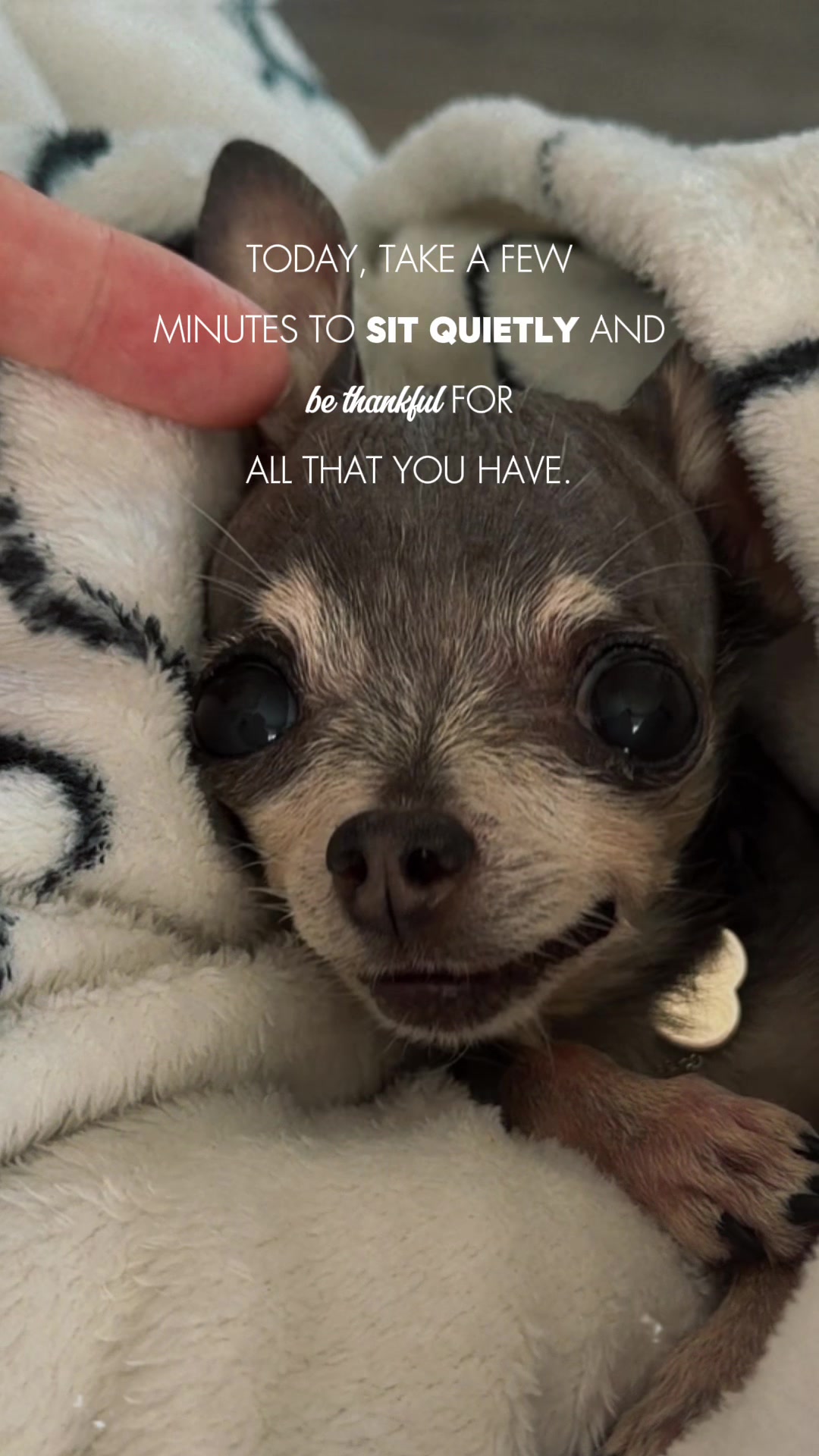 @Tinytiffytheteacupchihuahua