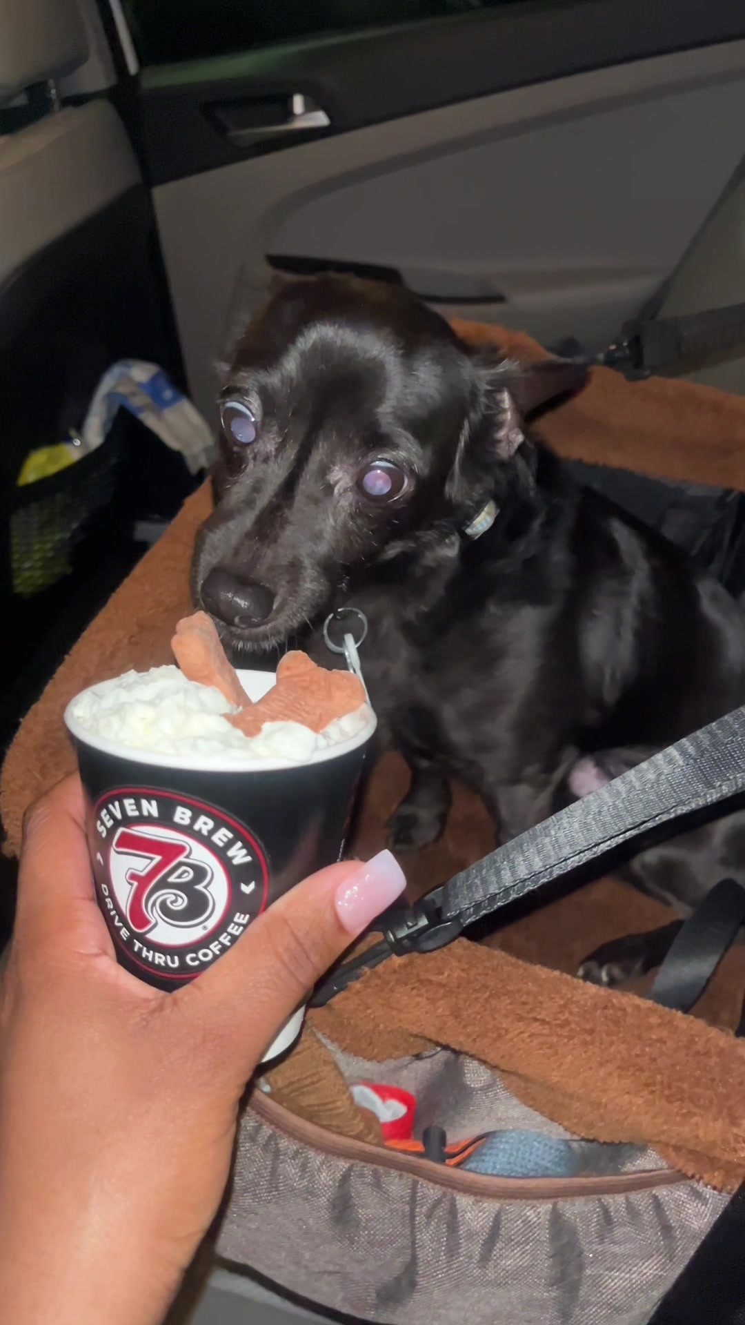 @Blackjack_Chihuahua