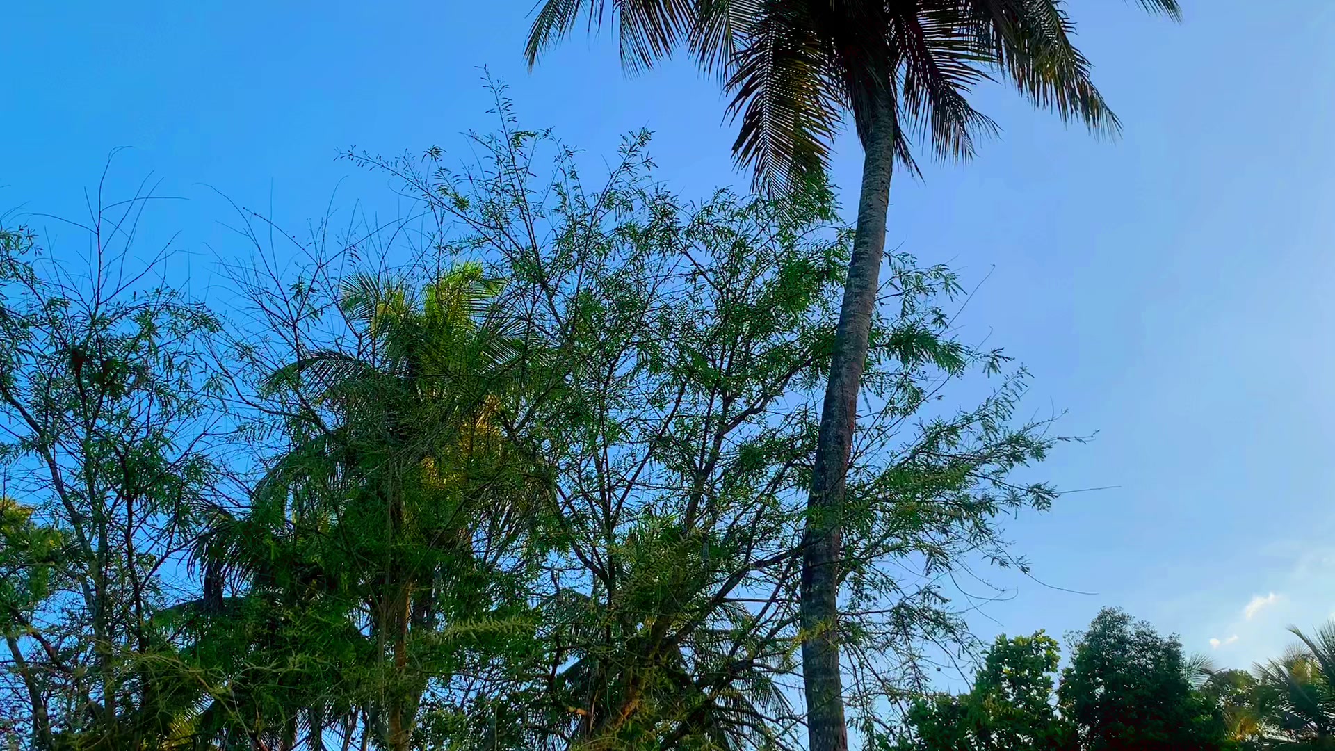 @බඹර පැටික්කි luxury edition 💙