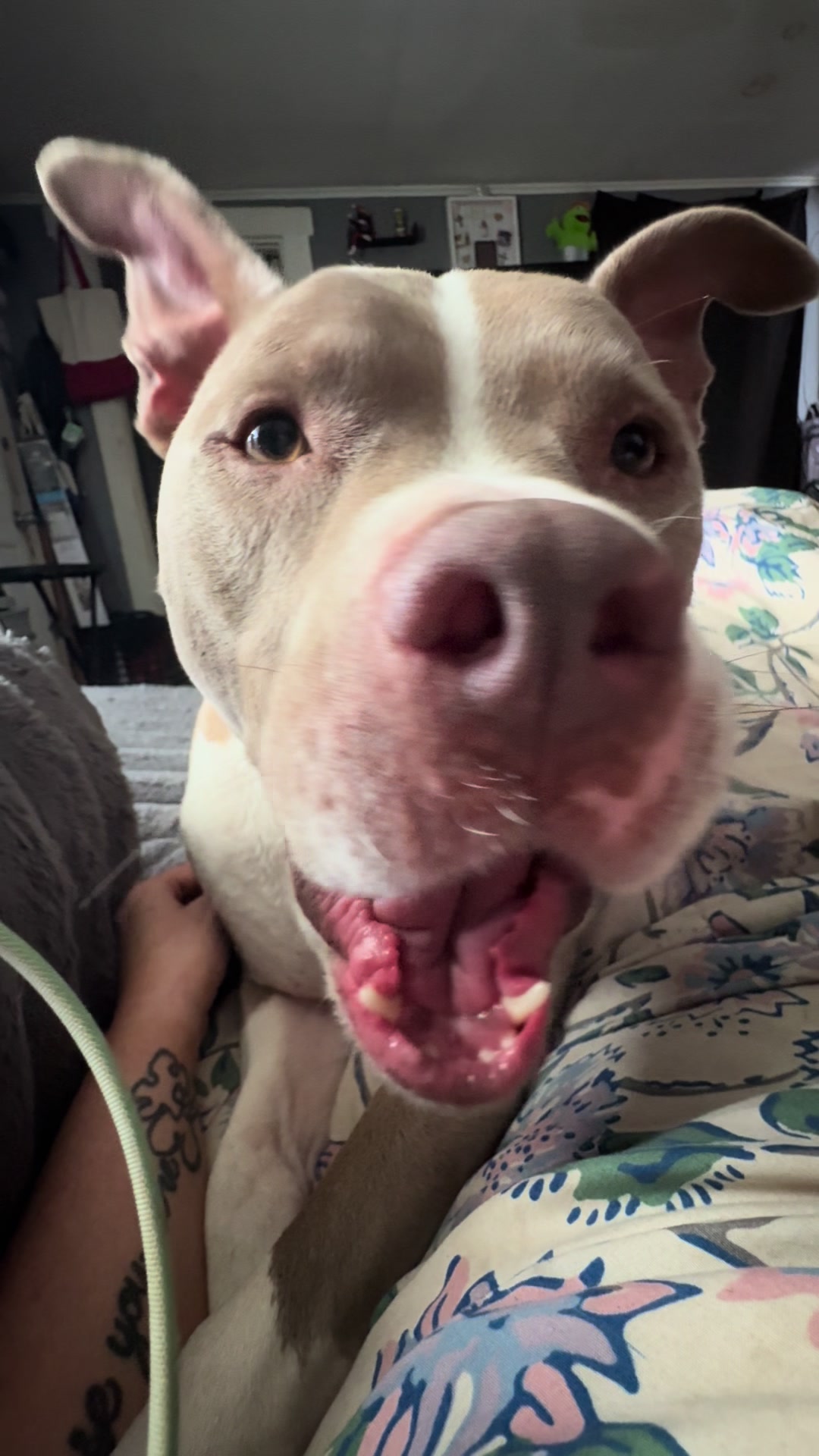 @Pittie Mom