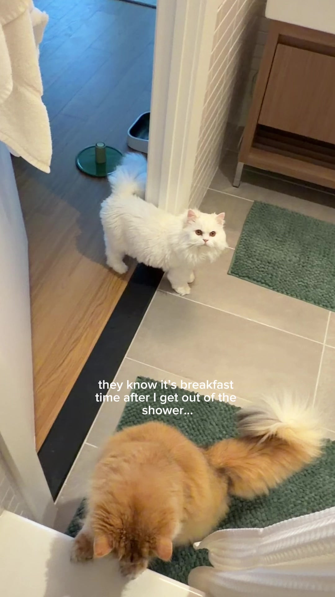@Cleo the City Kitty