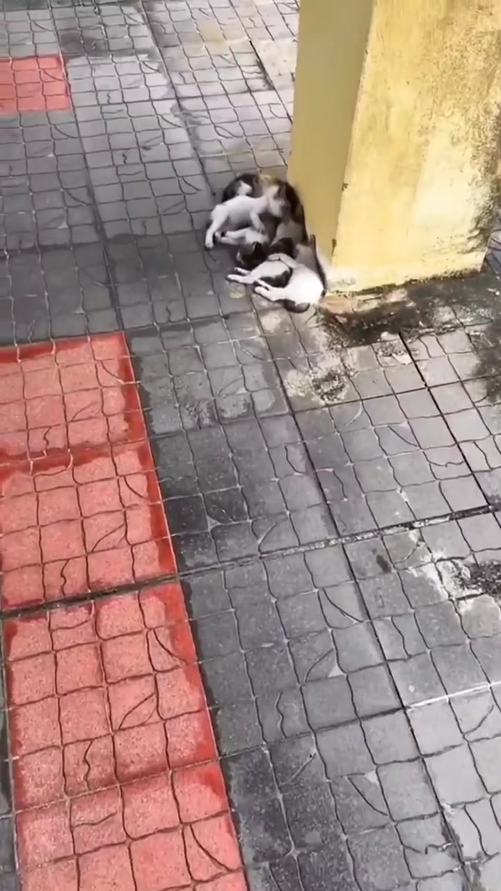 @FurFunDaily