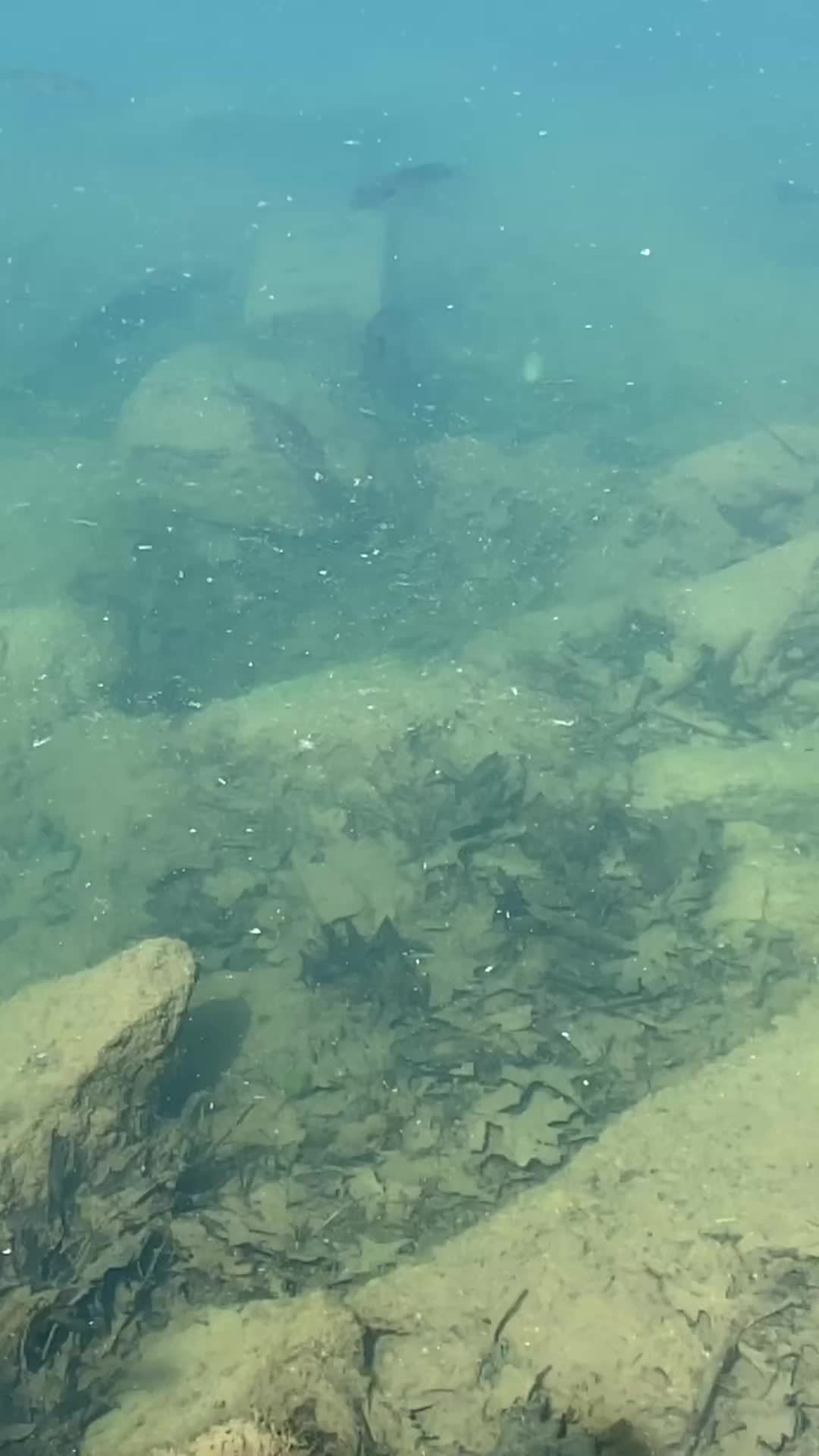 @Bassfeeder
