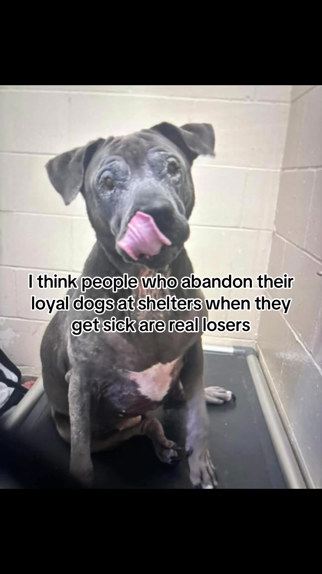 @kai•thedogmother🐾