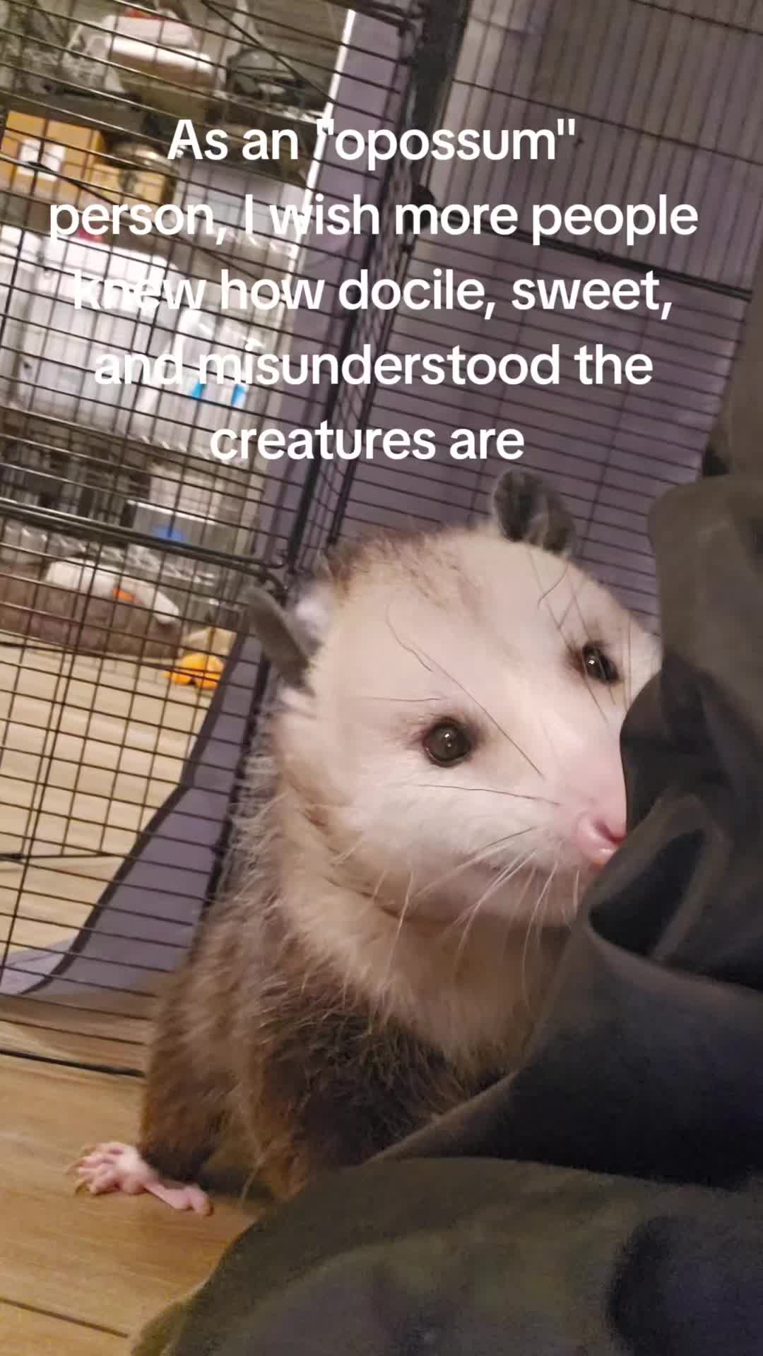 @OPOSSUM/DOG MOMMA Dea
