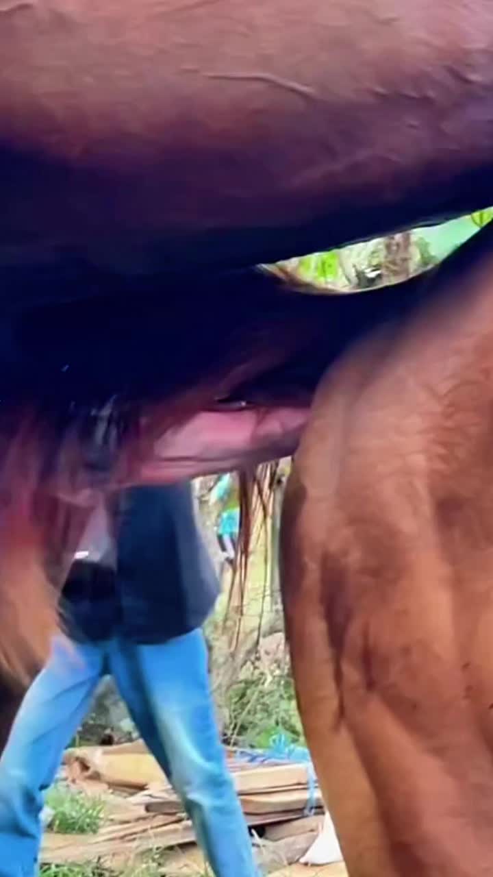 @horsebreeder
