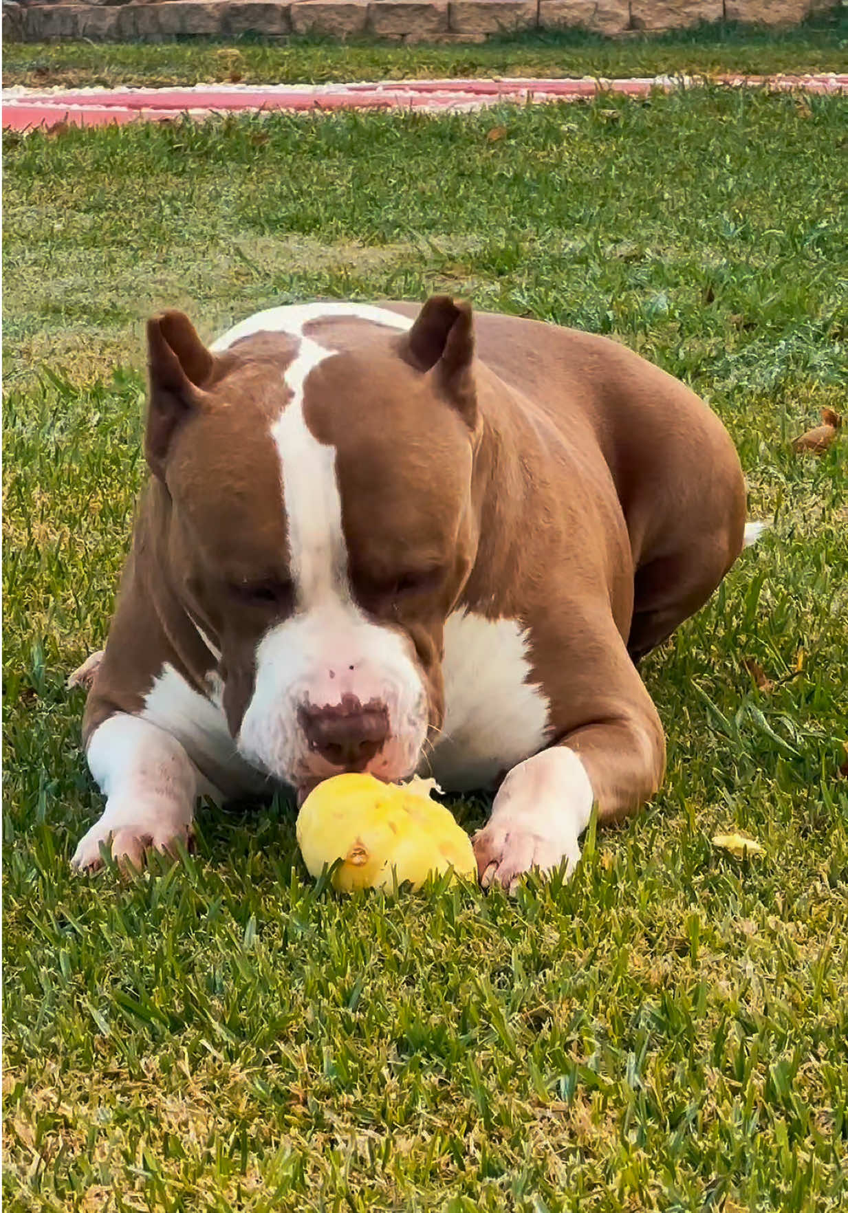 @🐾 Boundless Bullies 🐾