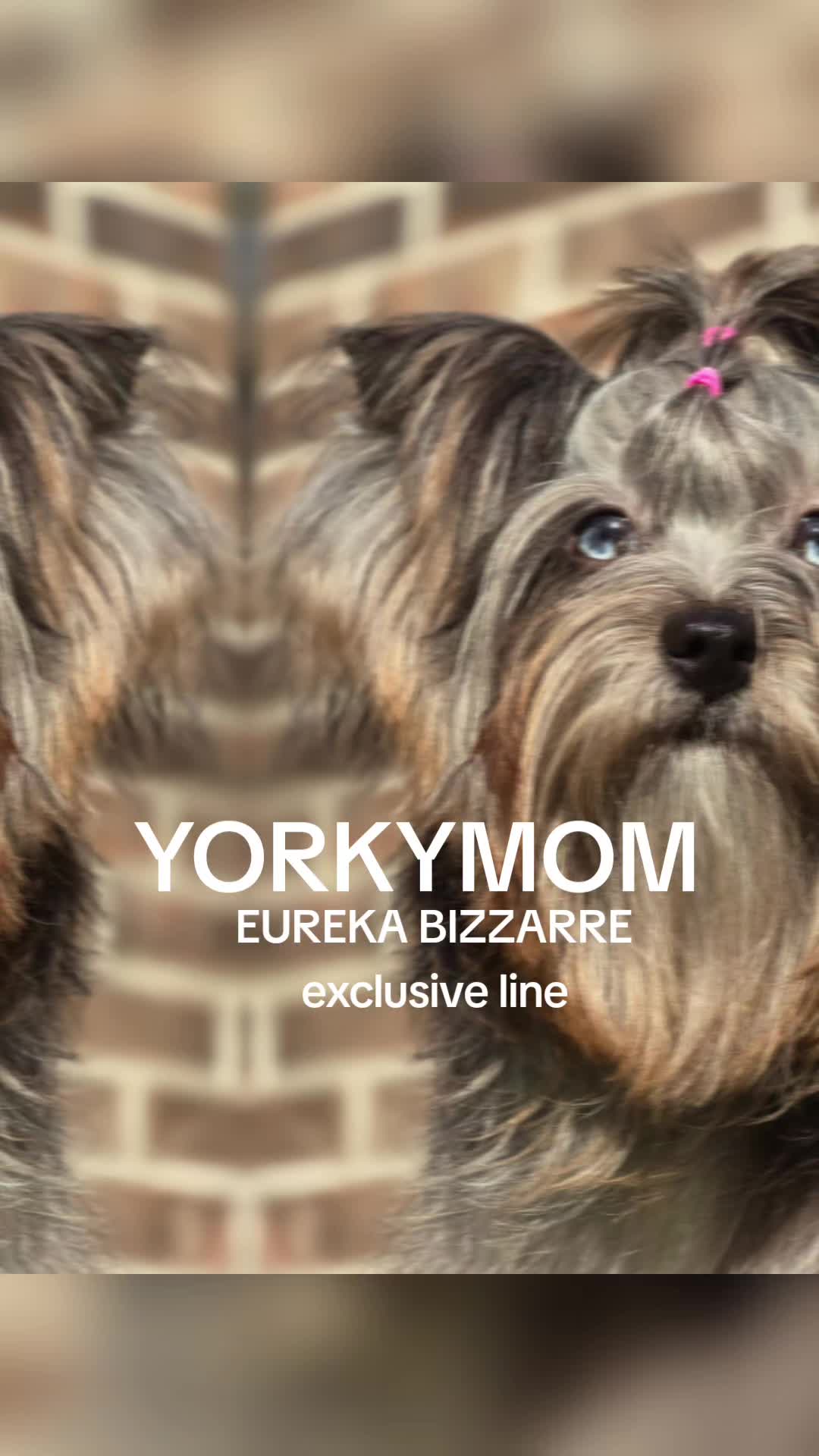 @theYorkymom