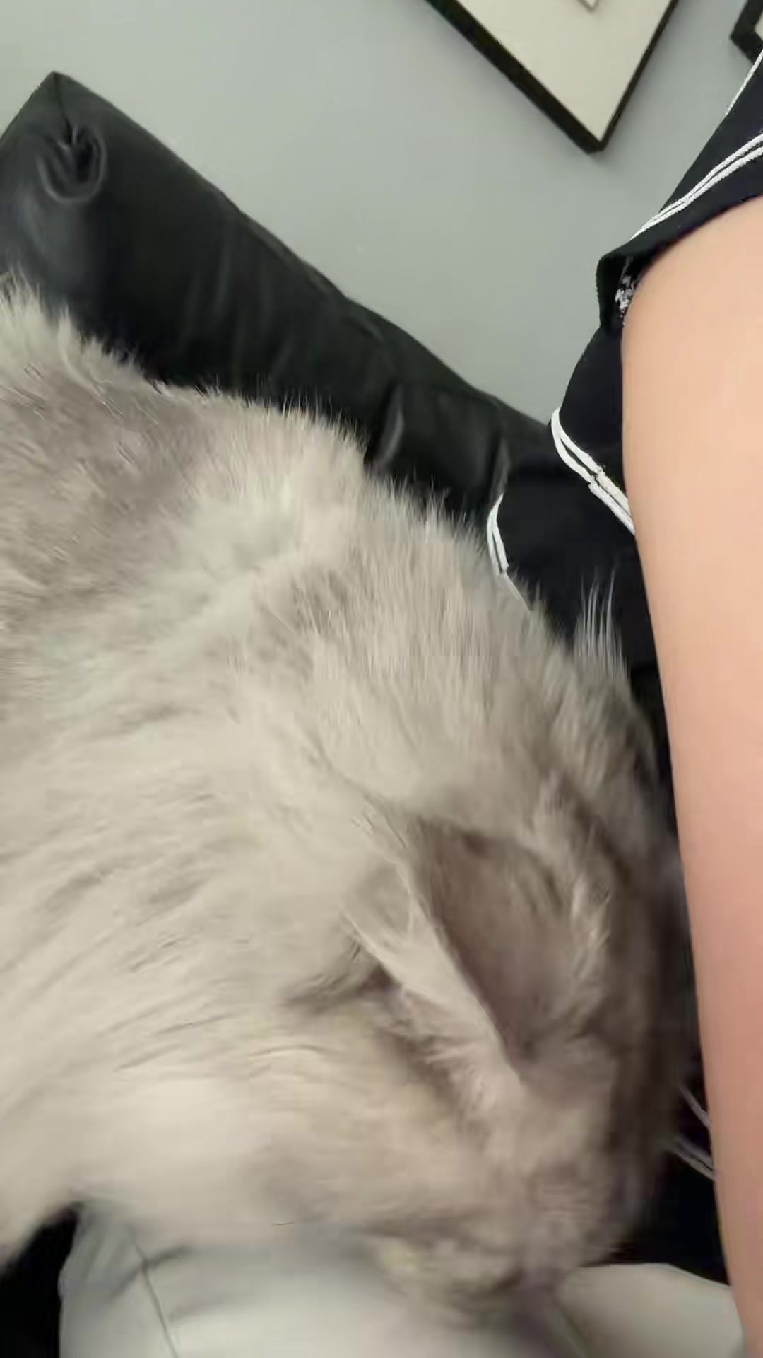 @Majestic Maine Coons 🐾