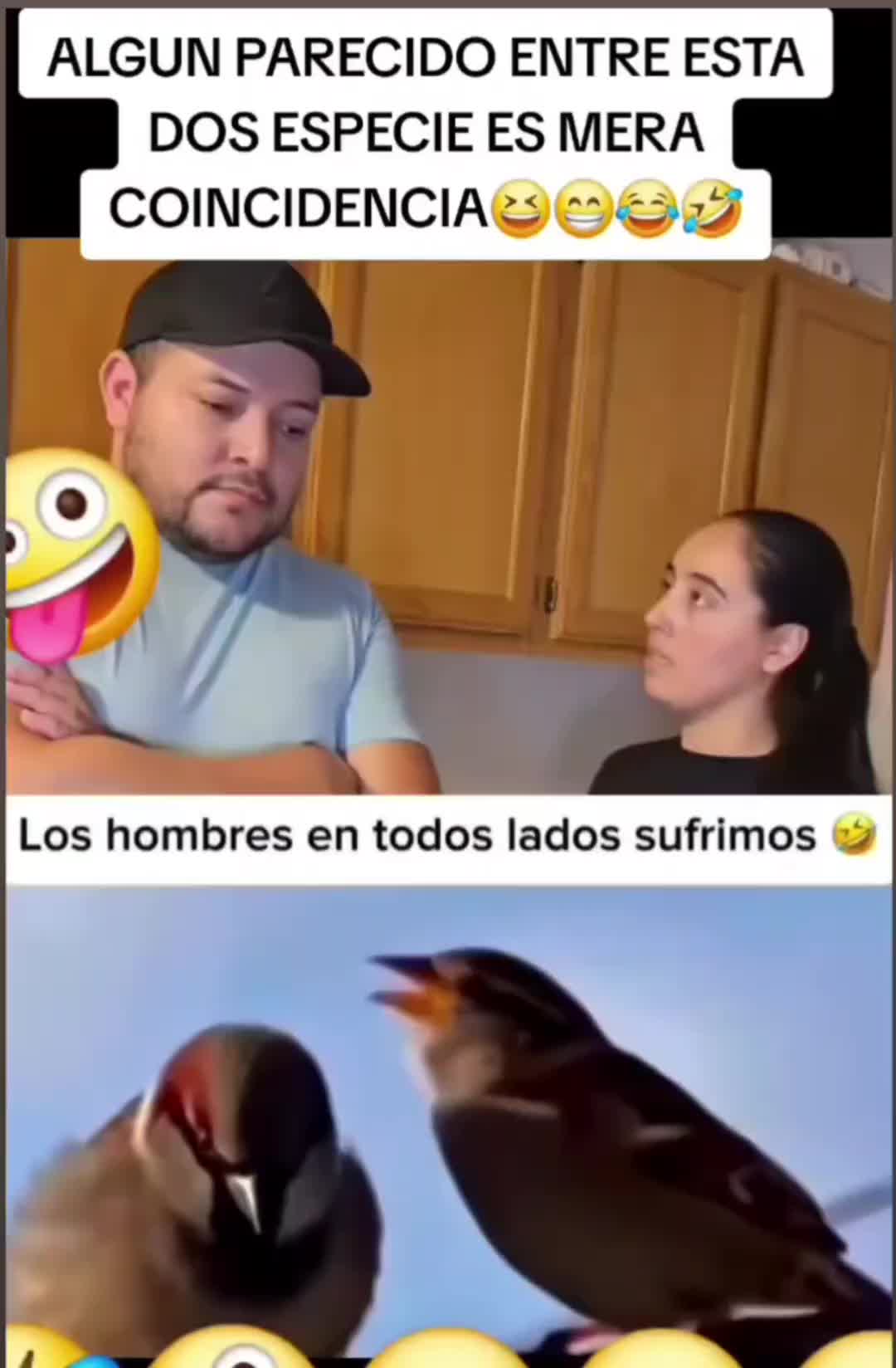 @el panda solitario