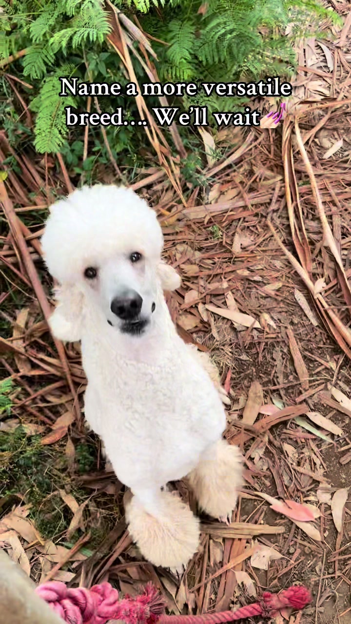@pandorasboxofdogs