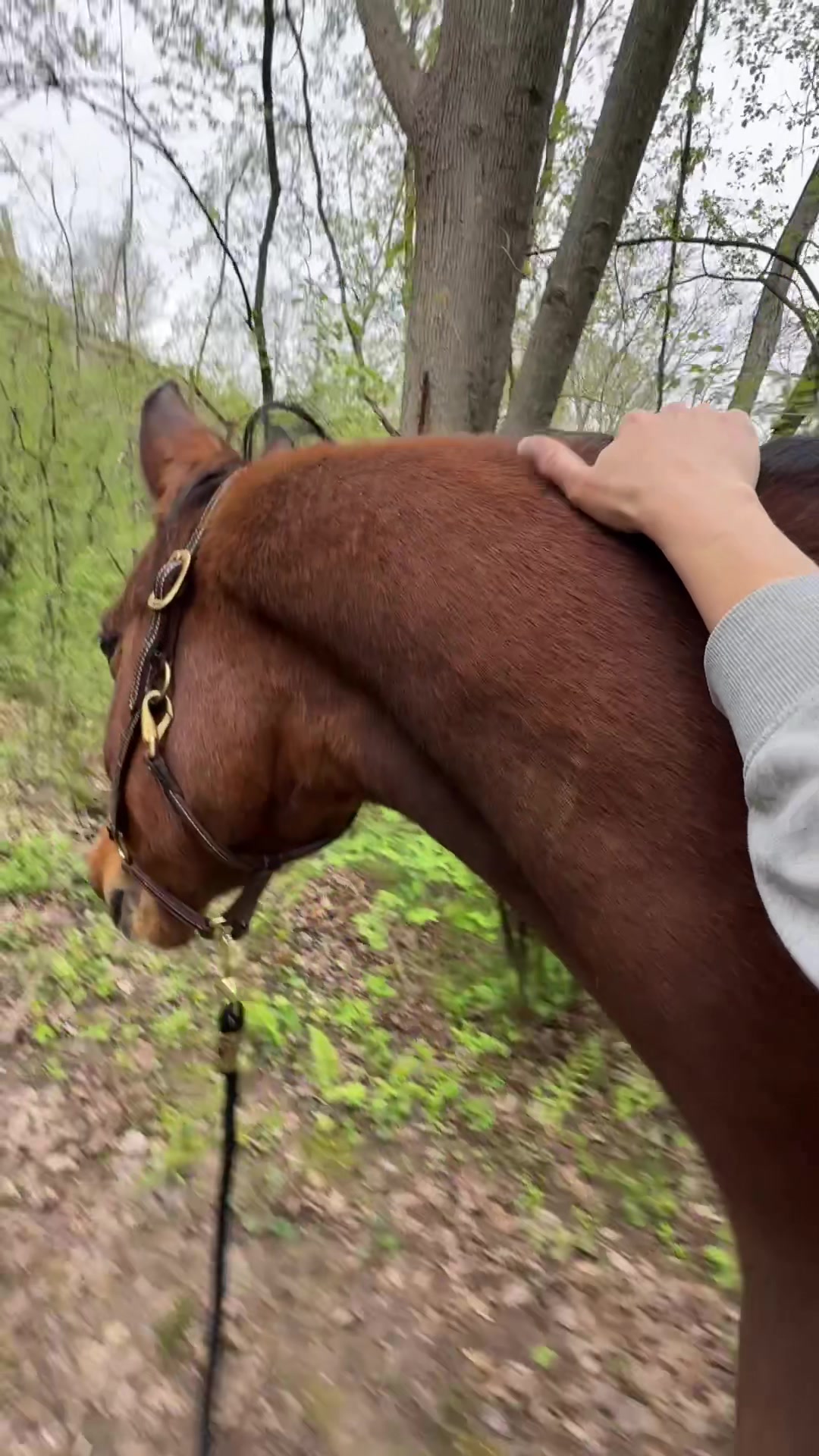 @Stacy | Equine Photography