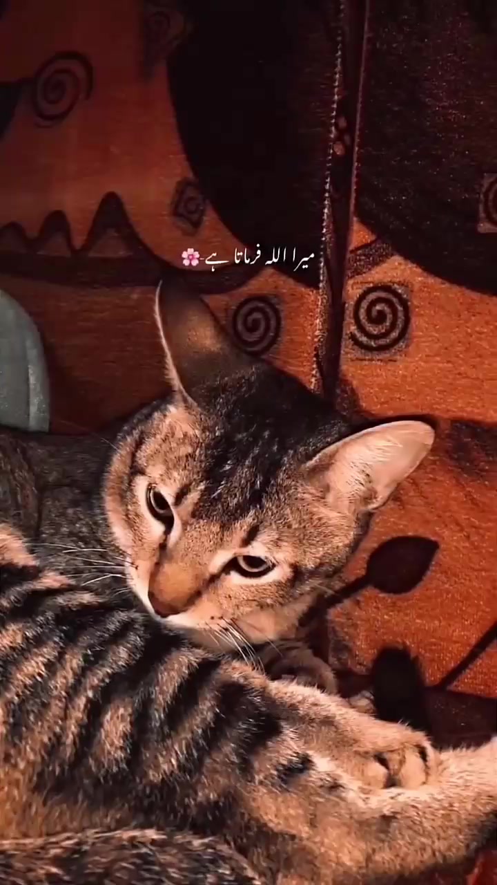 @𒆜𝒁𝑨𝑹𝑼𒆜FF