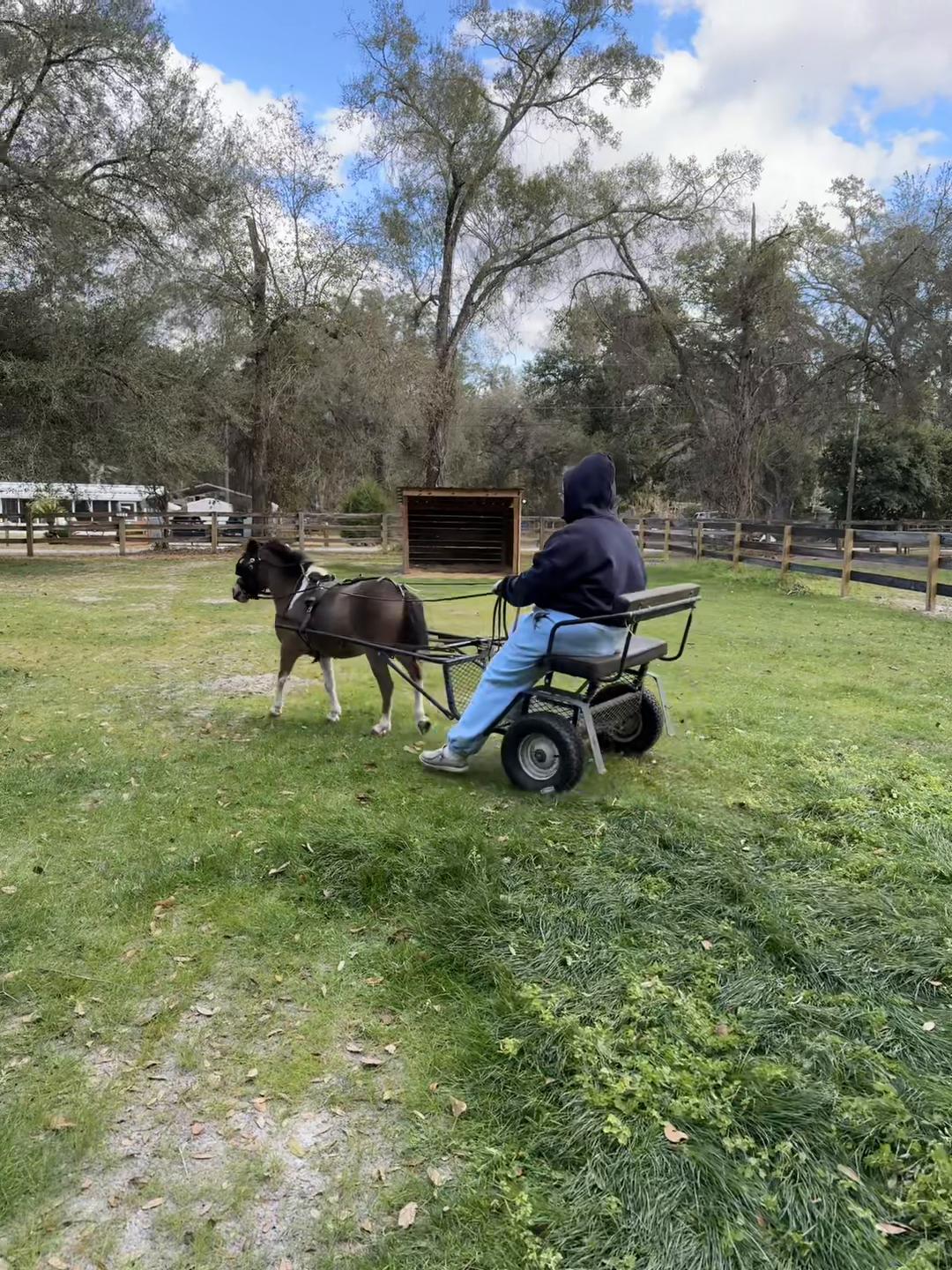 @Sugarfoot the Therapy Horse