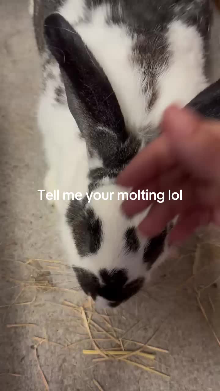 @rabbitqueen2025