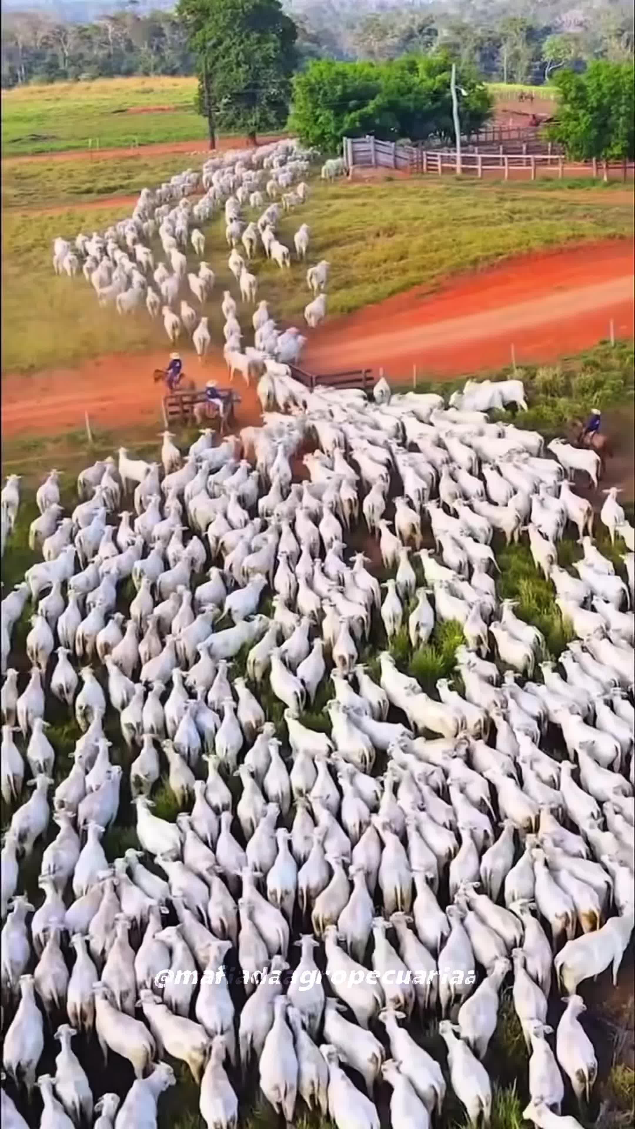 @Pecuaria