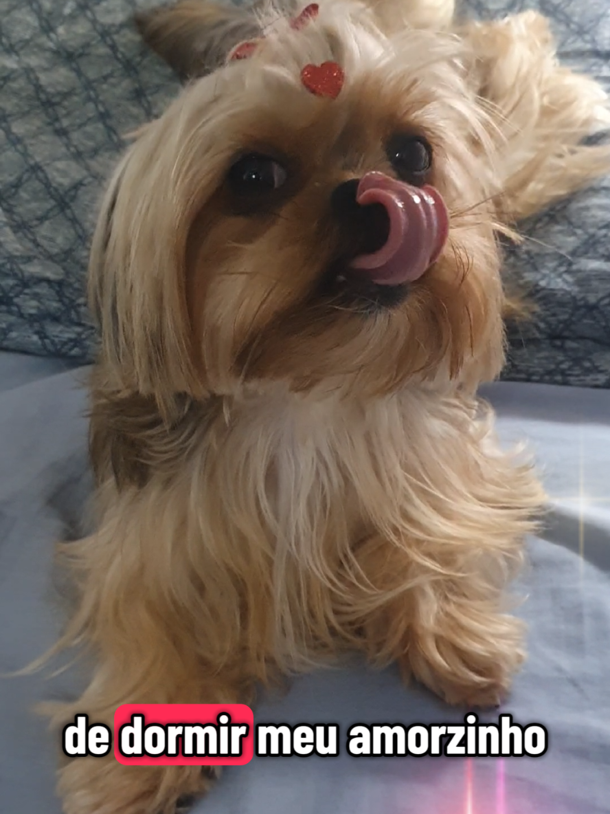 @Trio Pet Love
