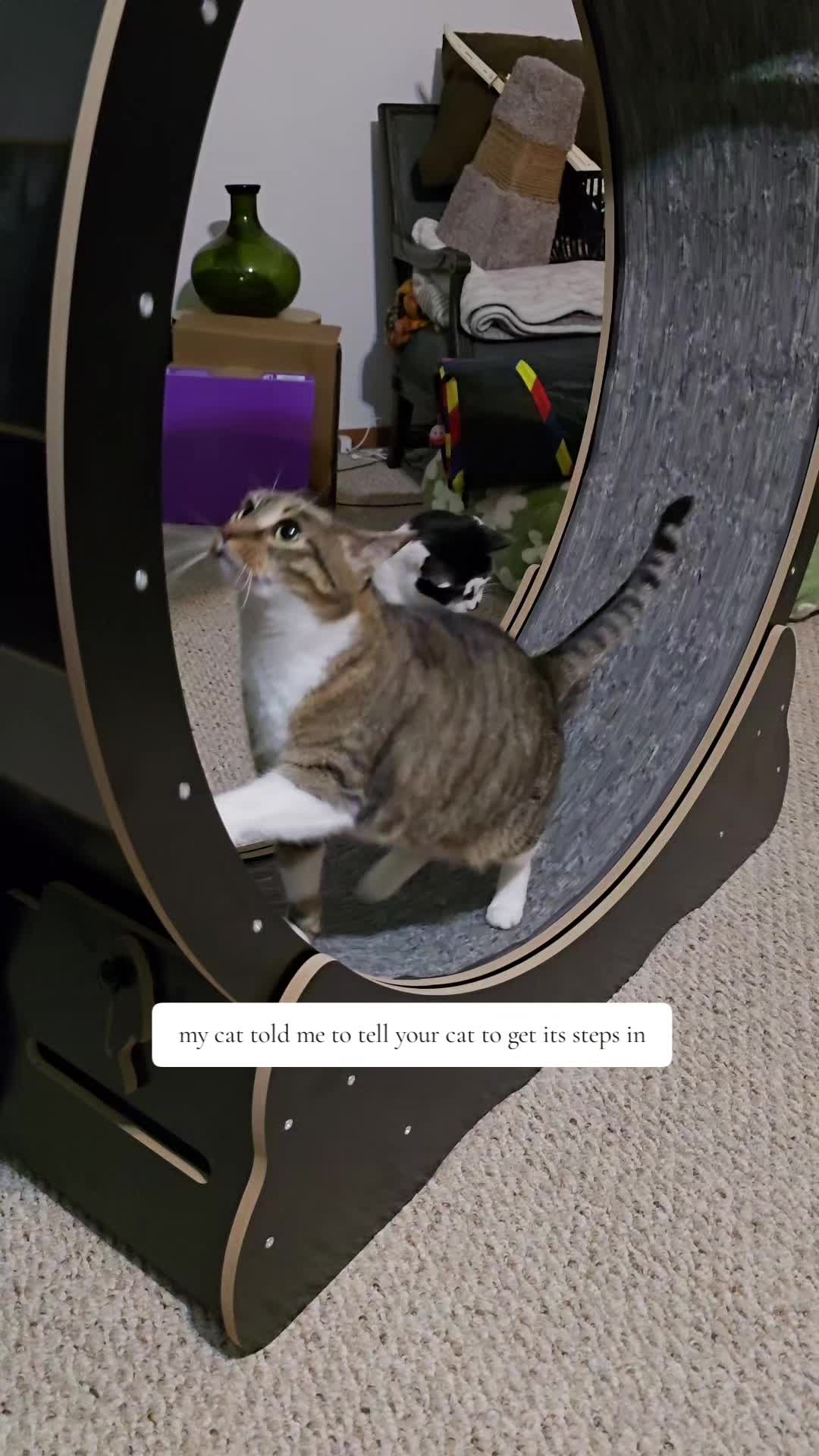 @𝓚𝓪𝓽 𝓦𝓱𝓮𝓮𝓵𝓮𝓻🐈&zwj;⬛