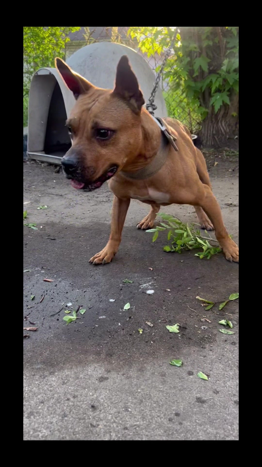 @themreal_hounds