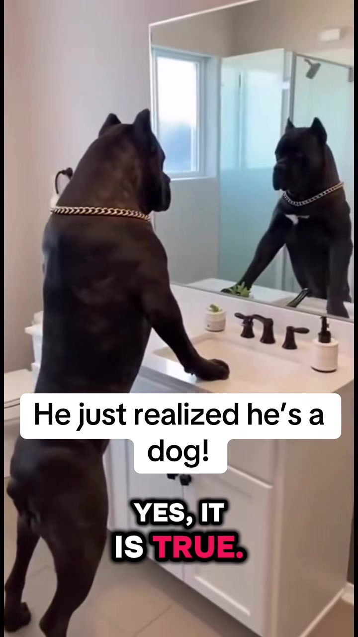 @Ultimate Puppies