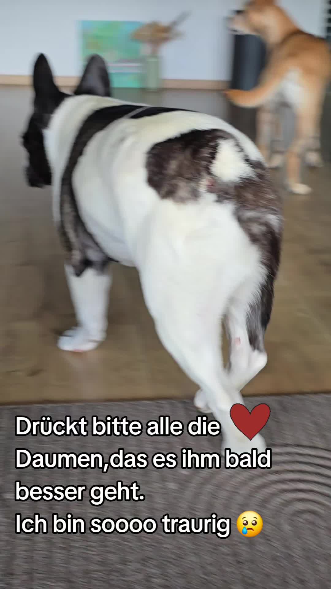 @Kylo und Samy 💙💙🐶🐕🍀🍀