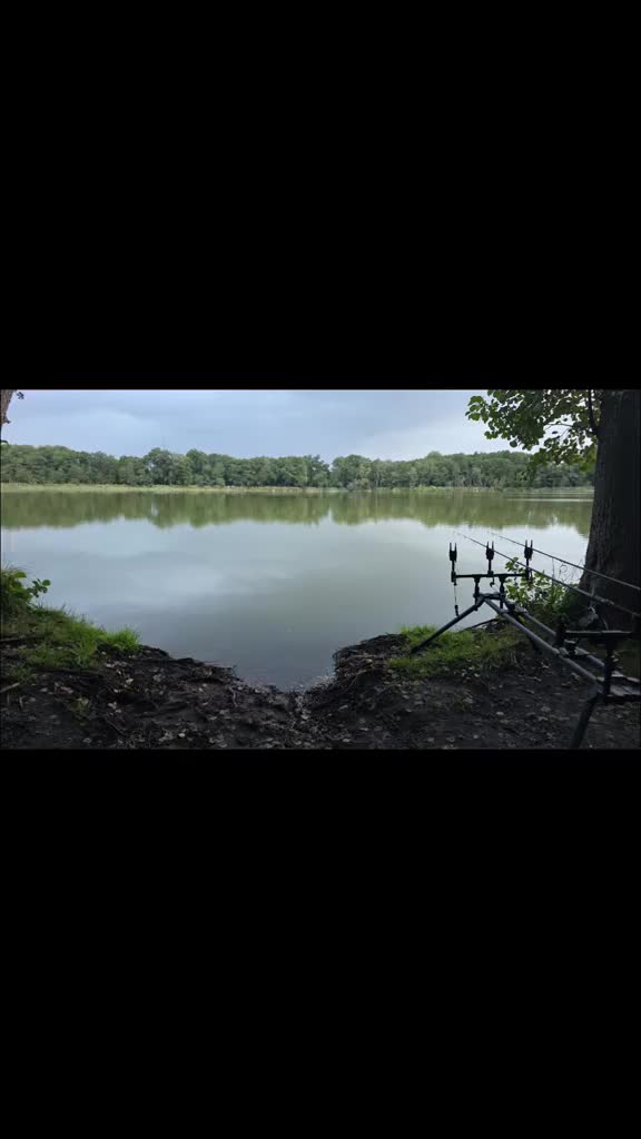@Ronny carp