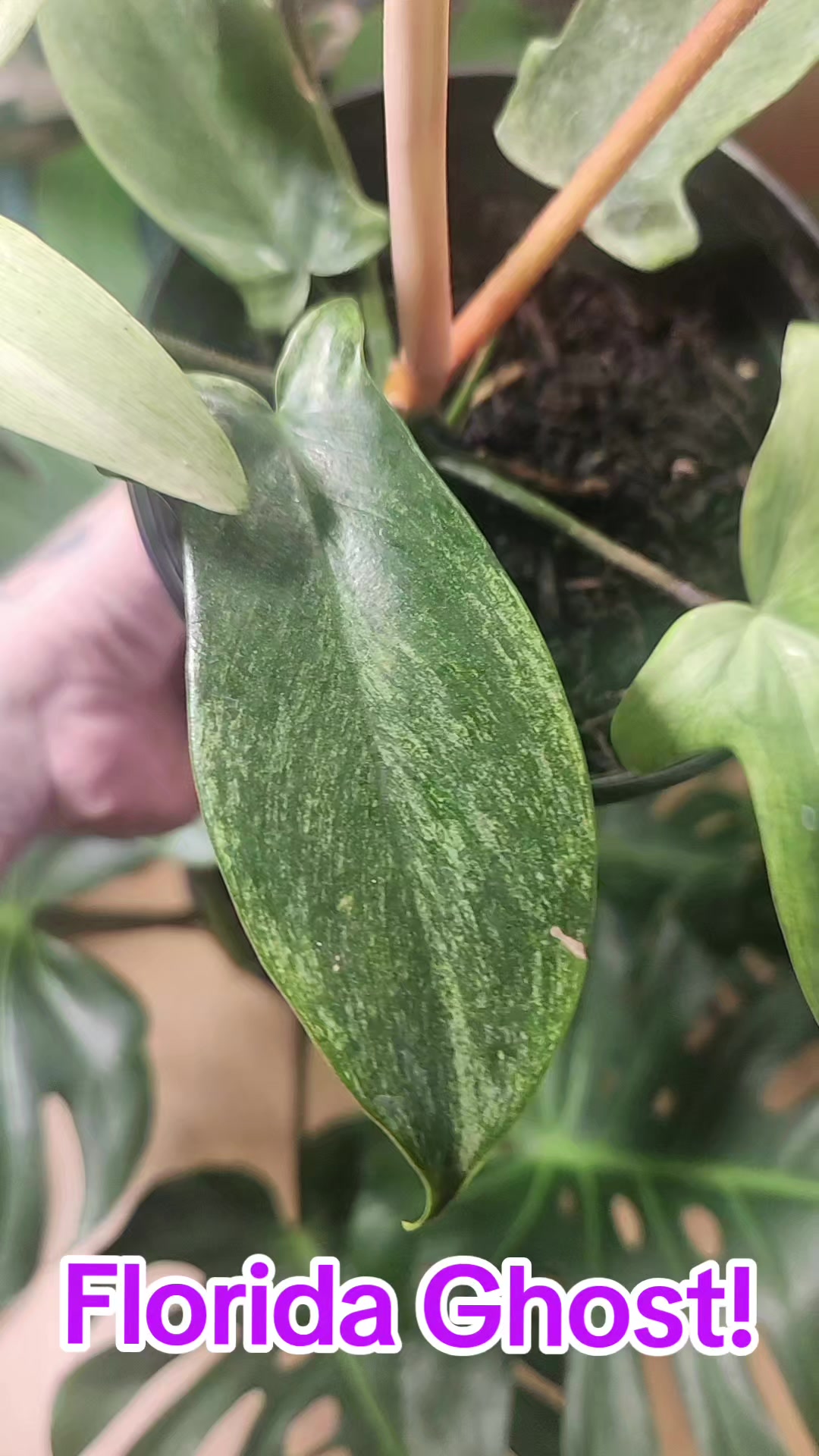 @Plants&Parks