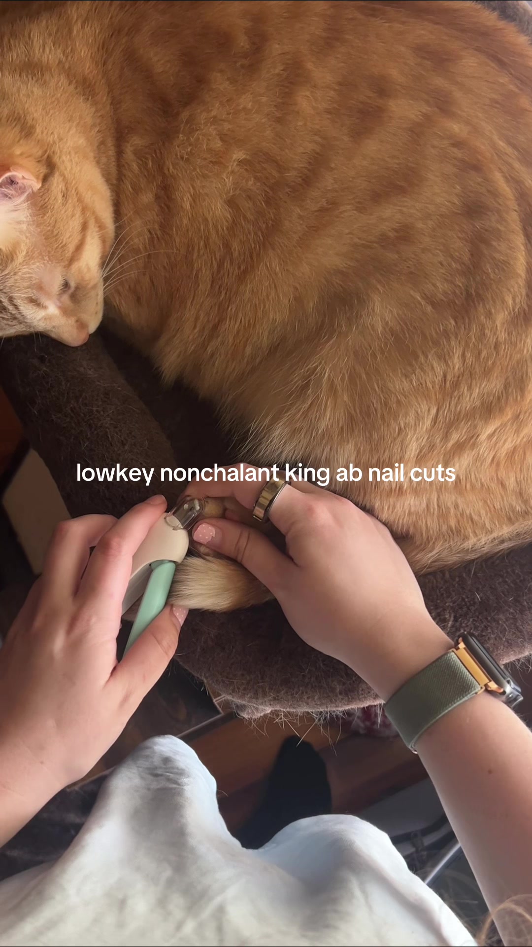 @bink the big orange cat