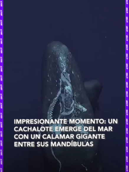 @RED UNO DE BOLIVIA