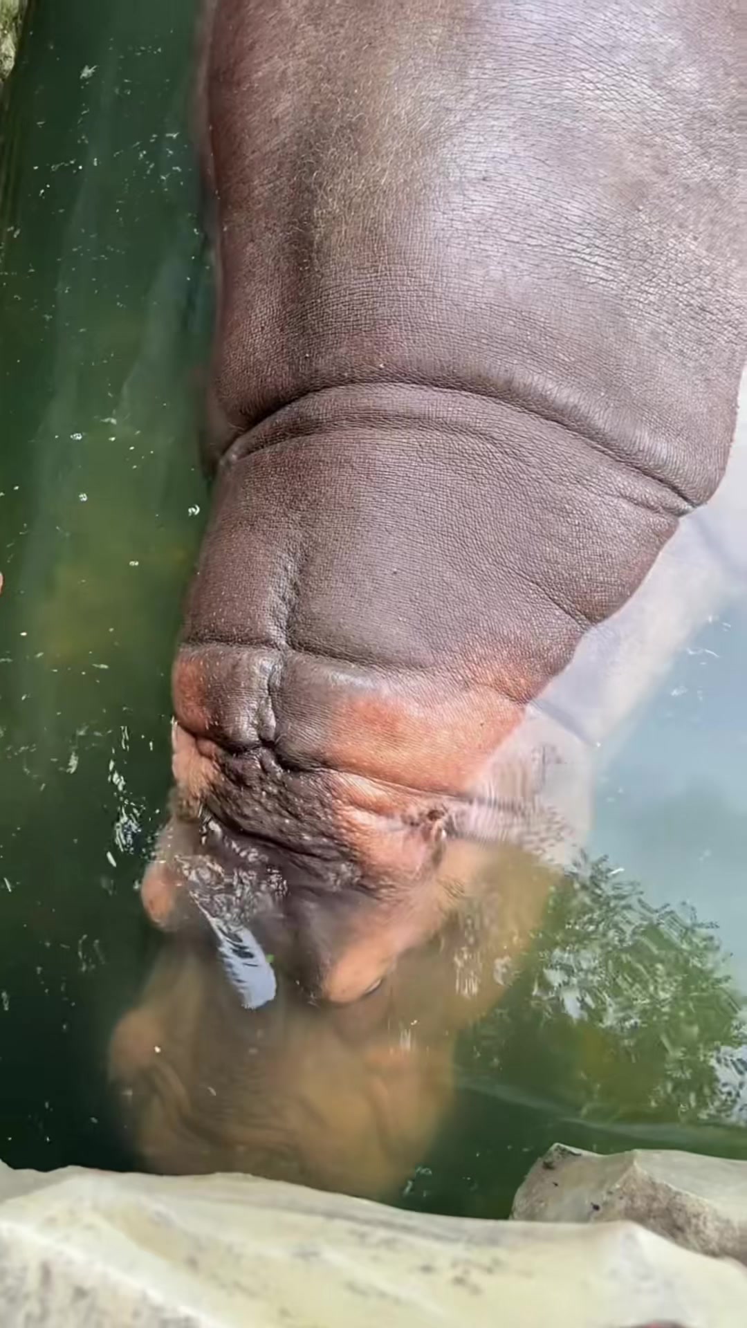@Hippo