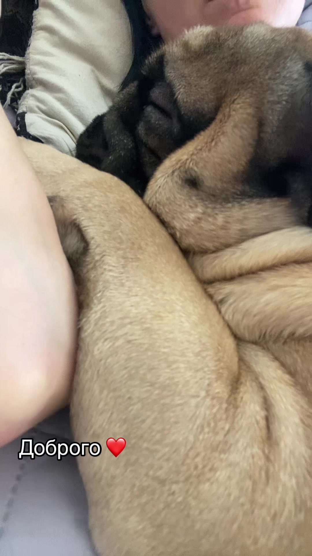 @_holly_bulls_