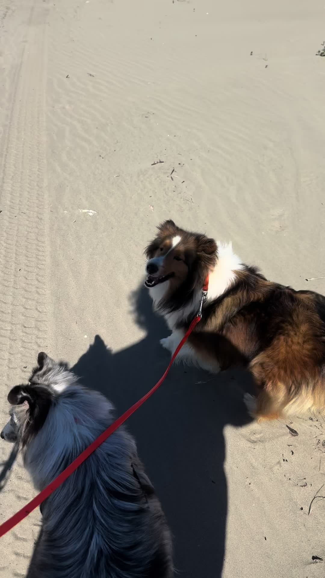 @Heather Discovery Canine Adv.