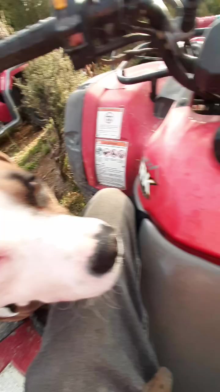 @🐗flin bovey🐕