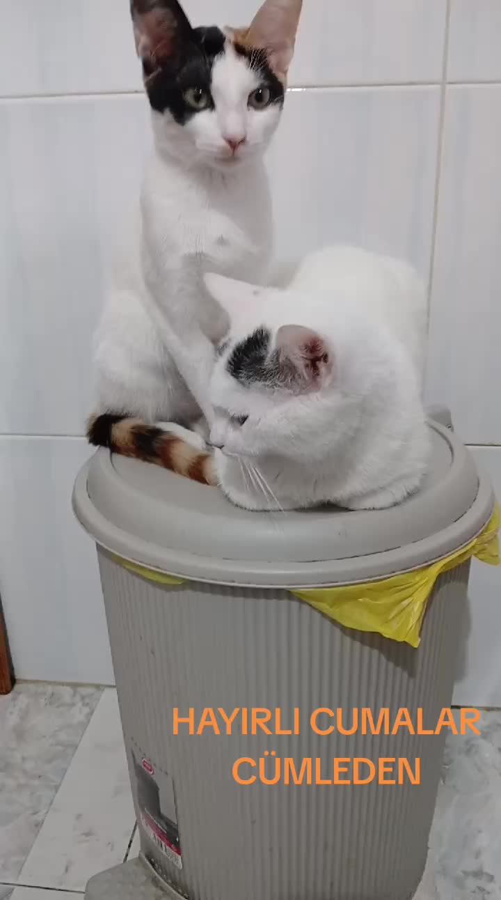 @💞S̴E̴V̴D̴A̴ ̴💞KEDİ💞