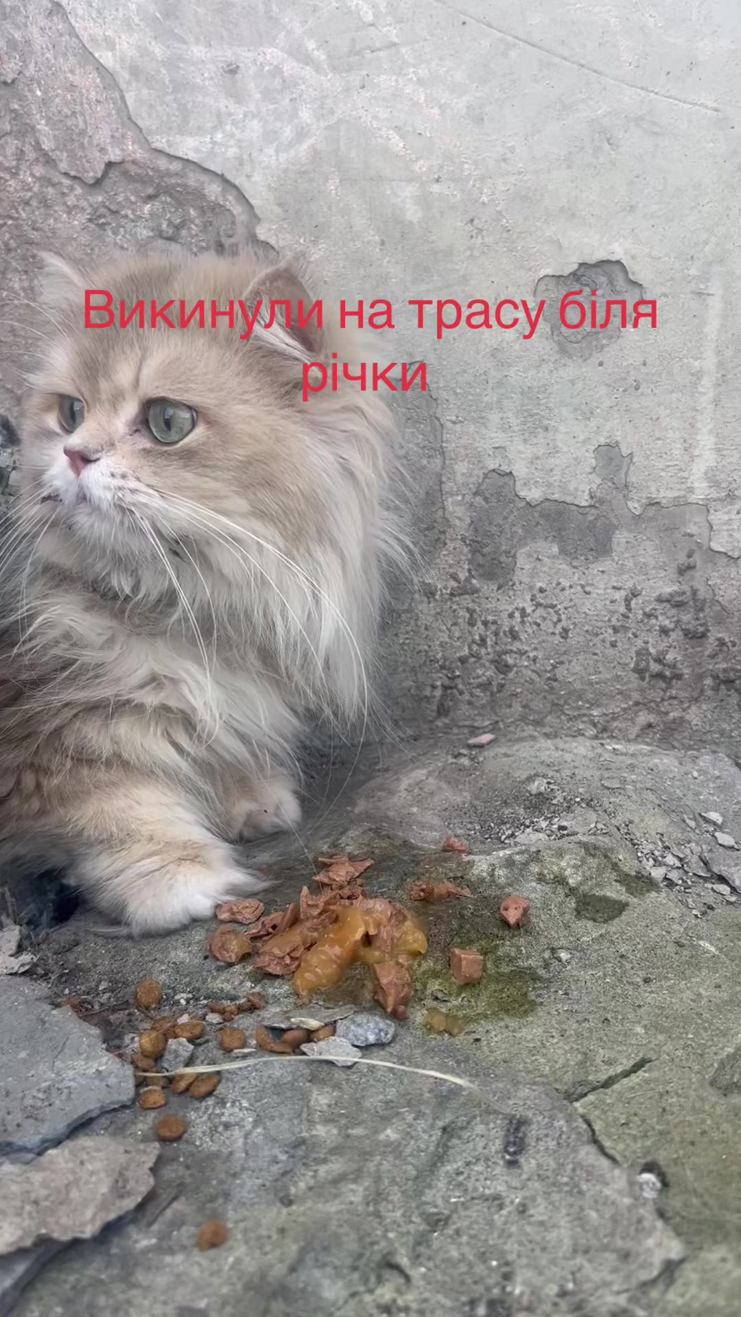 @Алиса