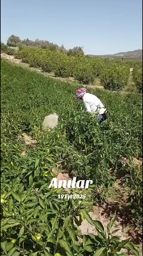 @Ayşe