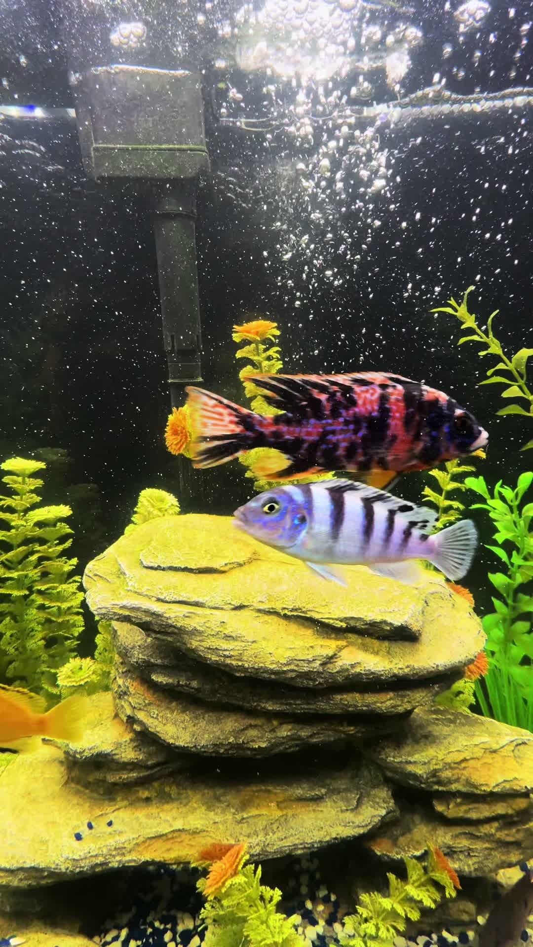 @Cichlid Chief