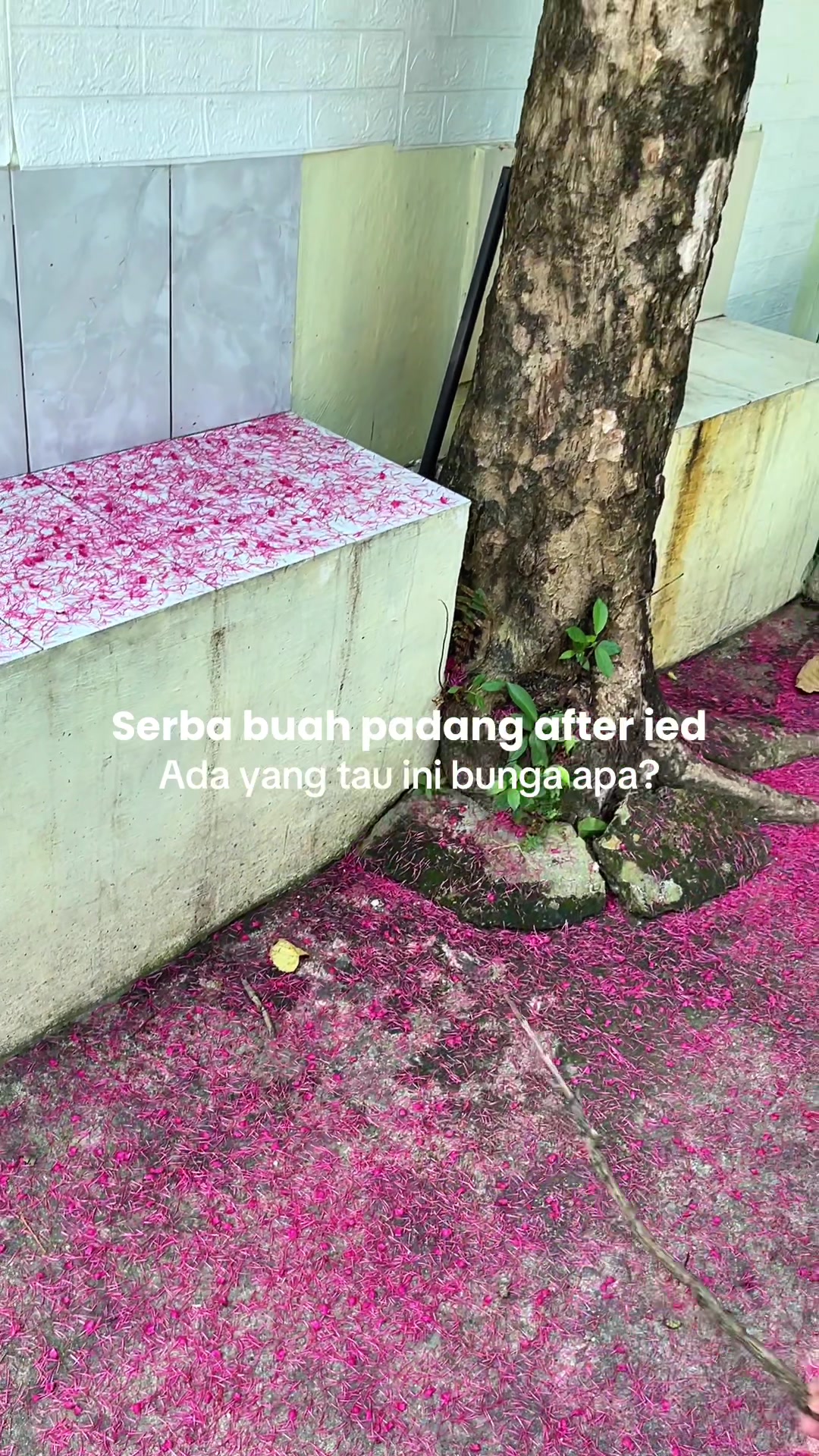 @SERBA BUAH PADANG2