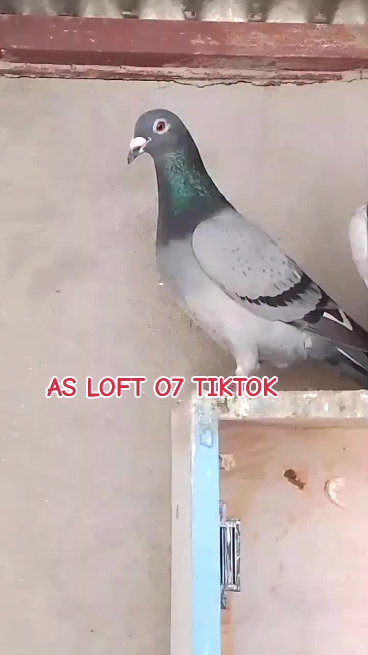 @AS LOFT07