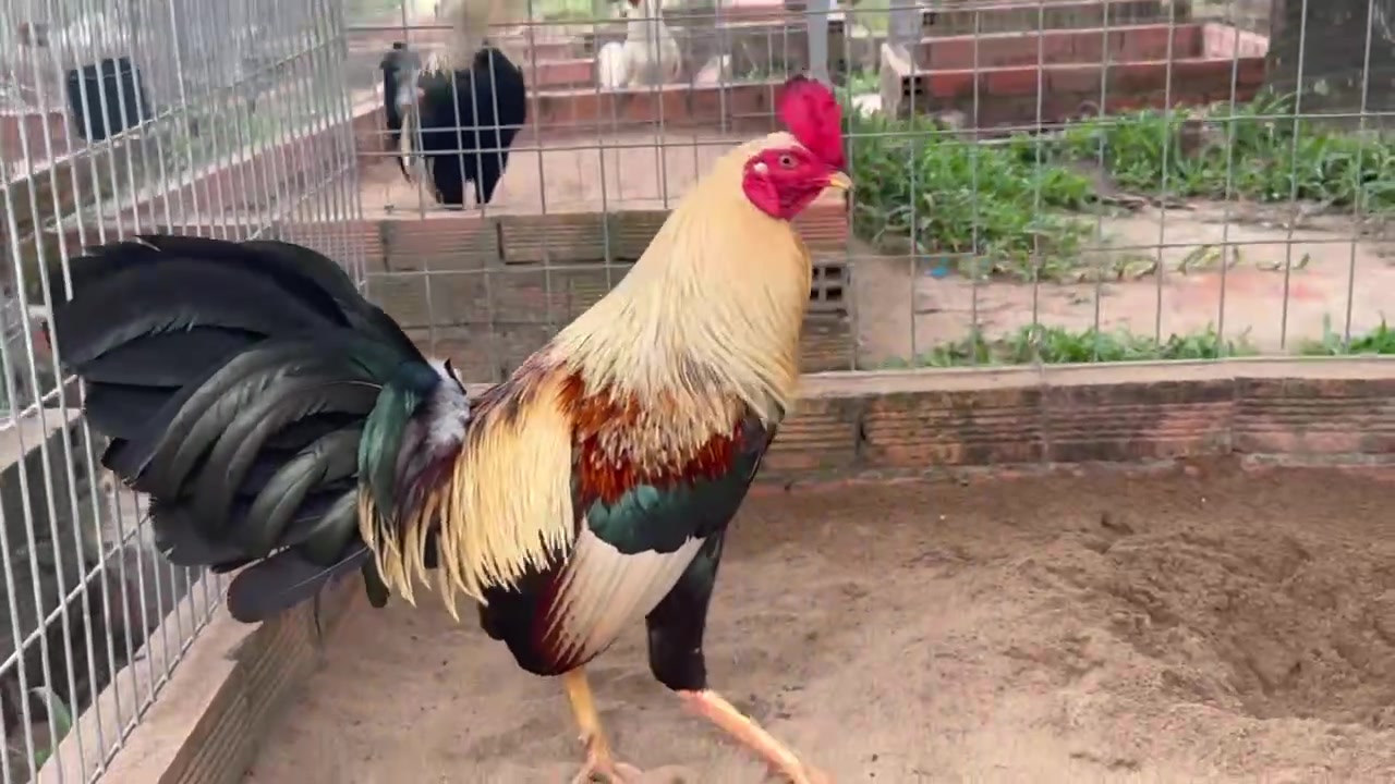 @Quốc Bảo ( baosting)