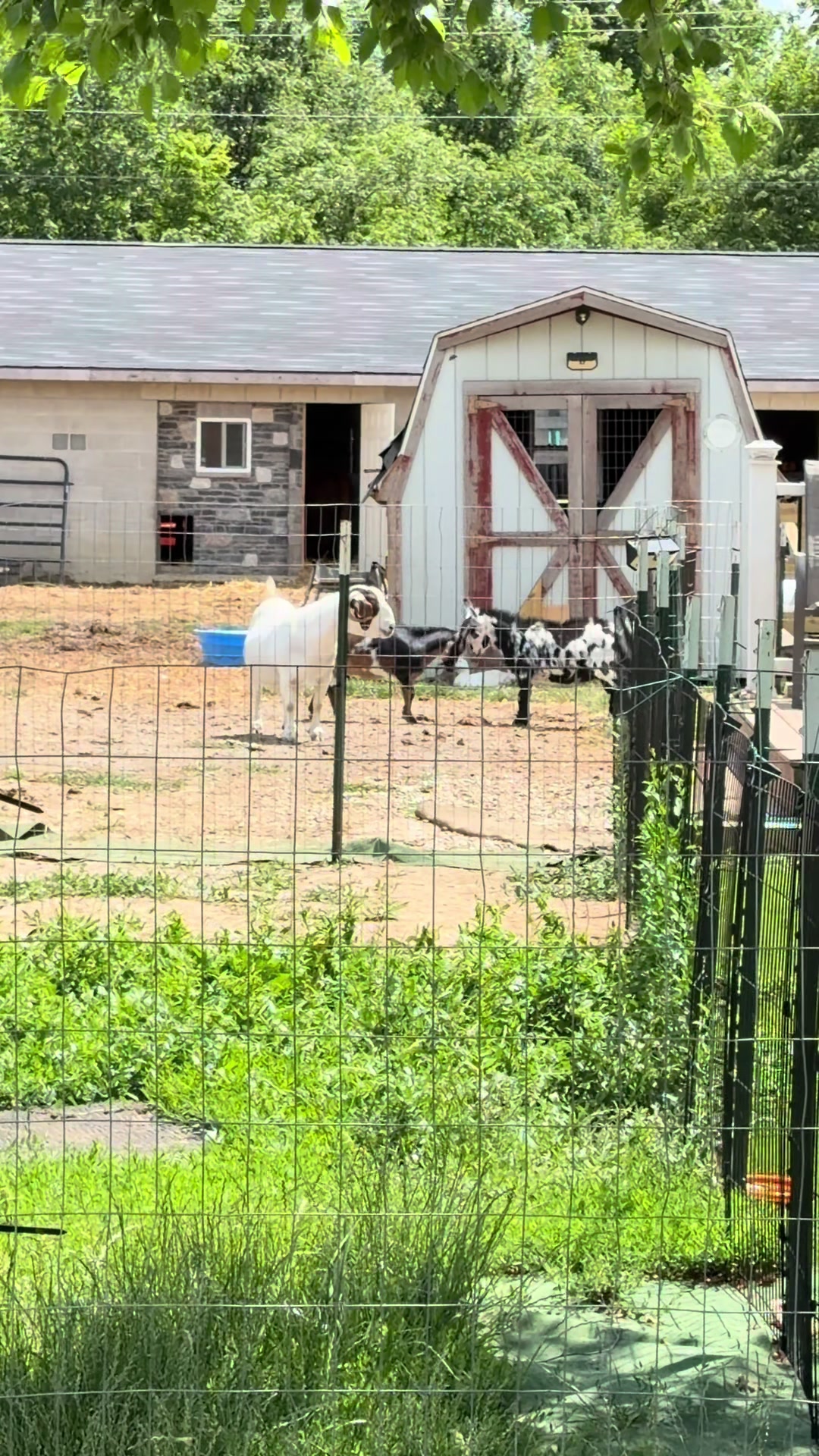 @nofzingerranch