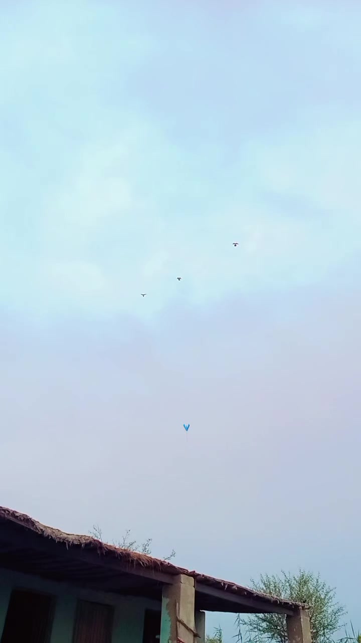 @آپنا شوق کبو تر باز ى