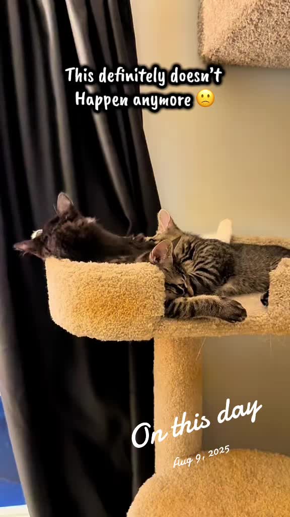 @TailsandWhiskersCo