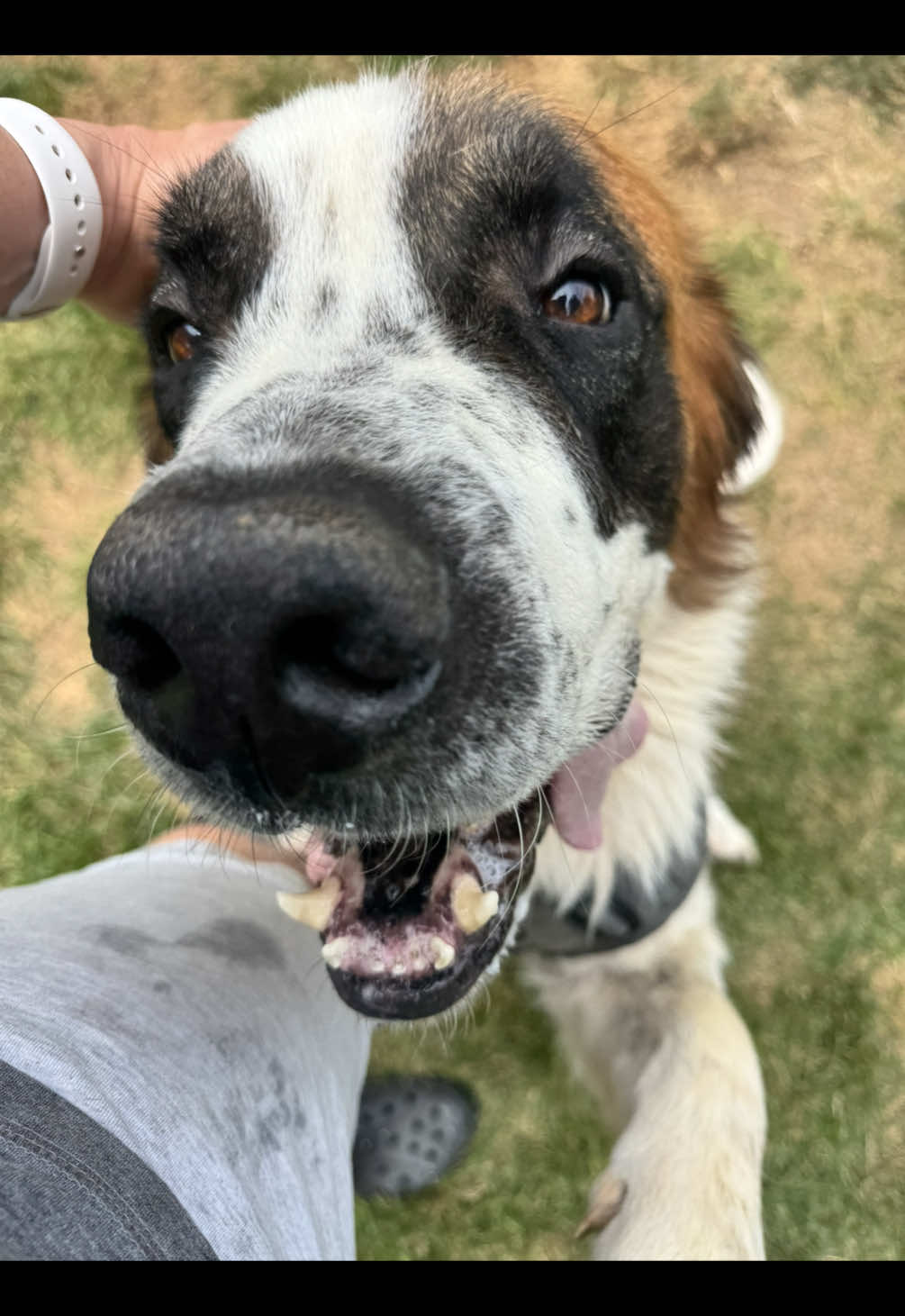@Paws Deep Animal Rescue