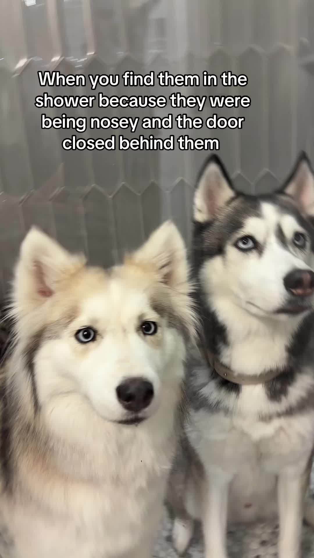 @lifewith2huskies