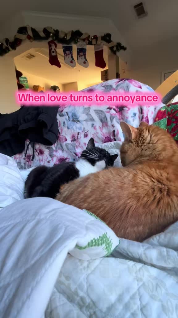 @Pablo & Luigi 🐾