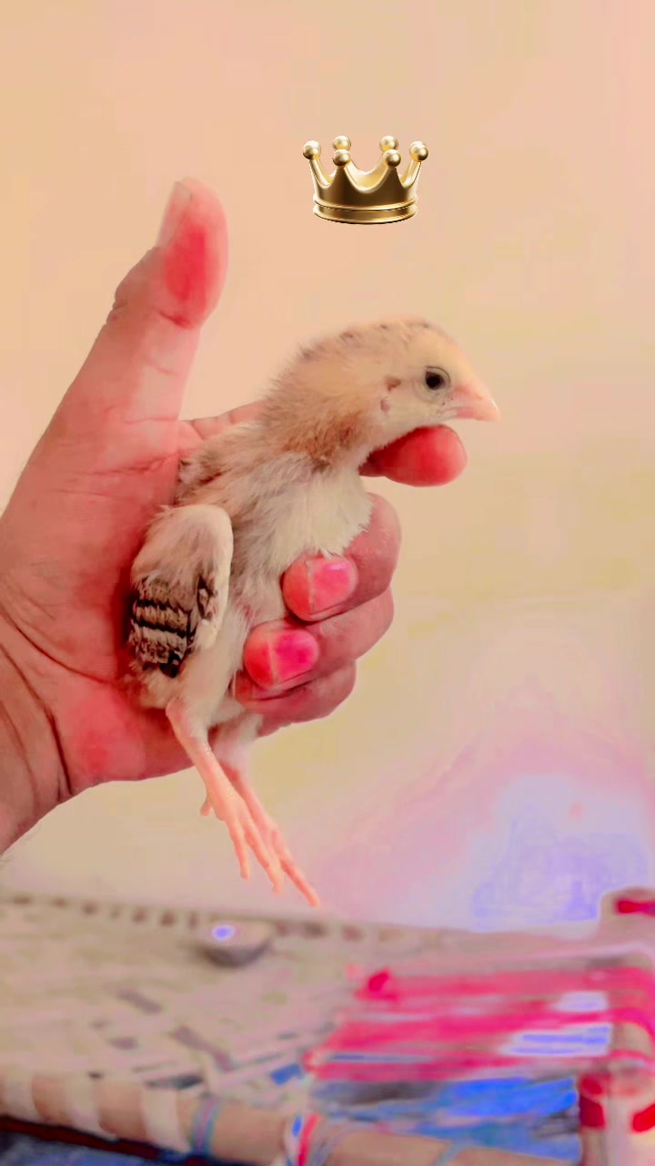 @🦅Home Bread Aseel 🦅